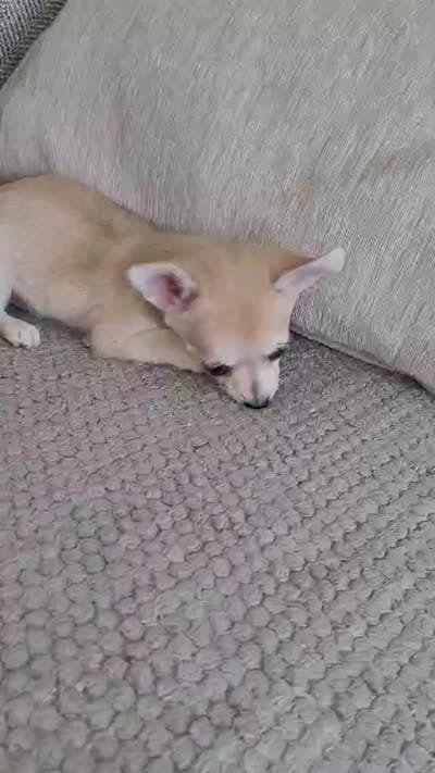 LOBITO THE LIL APPLEHEAD , a male Chihuahua for sale in Moreno Valley, CA – 9 of 10