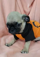LIL OTIS, a male Pug for sale in Elizabeth, NJ – 2 of 6