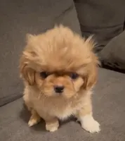 Molly, a female Pekingese for sale in Garland, TX – Photo 1 of 2