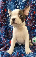 MUÑECO, a male Boston Terrier for sale in Dallas, TX – 3 of 7