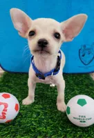LIl MINITOY Messi , a male Chihuahua for sale in Fontana, CA – 2 of 5