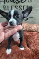 LIL TINY MAX, a male Chihuahua for sale in Santa Barbara, CA – 3 of 4