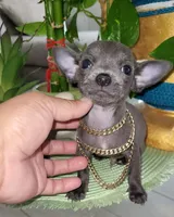 Lil TEACUP BLUE, a male Chihuahua for sale in Katy, TX – 6 of 9
