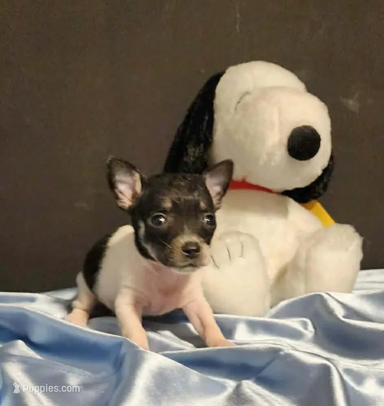 Lil TINY TIM – Chihuahua puppy for sale in Moreno Valley, CA