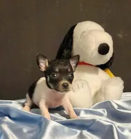 Lil TINY TIM, a male Chihuahua for sale in Moreno Valley, CA – 1 of 4