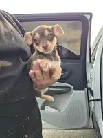 Winston, a male Chihuahua for sale in Dallas, TX – 3 of 10