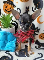 TEACUP TOBY, a male Chihuahua for sale in Fontana, CA – 2 of 8
