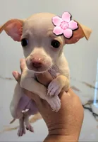 LIL TEACUP GUERA, a female Chihuahua for sale in Fontana, CA – 4 of 5