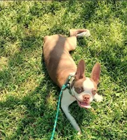 BRUNO, a male Boston Terrier for sale in Fontana, CA – 3 of 5