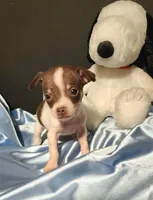 LIL TINY BANDIT, a male Chihuahua for sale in Moreno Valley, CA – 3 of 5