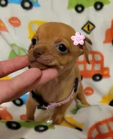 Mitsi , a female Chihuahua for sale in Dallas, TX – 5 of 5