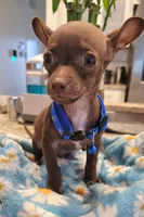 Jerry , a male Chihuahua for sale in Dallas, TX – 4 of 7