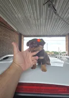 LONGHAIRED ZELDA , a female Chihuahua for sale in Dallas, TX – 3 of 8