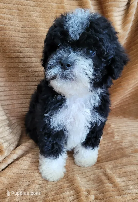 Benji – Poodle - Miniature  puppy for sale in Fontana, CA