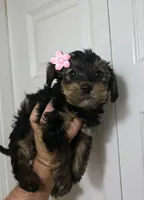 Pinky, a female Yorkipoo for sale in Garland, TX – Photo 1 of 2