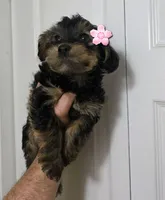 Pinky, a female Yorkipoo for sale in Garland, TX – Photo 2 of 2