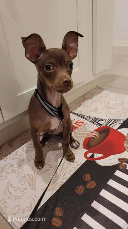 PACO BACK FOR REHOMING , a male Chihuahua for sale in Dallas, TX – Photo 1 of 3