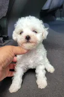Lea, a female Poodle - Toy  for sale in Dallas, TX – 1 of 2