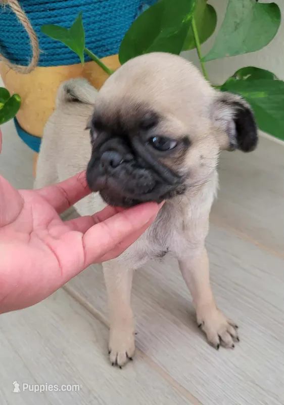 LIL OTIS – Pug puppy for sale in Fontana, CA
