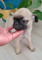 LIL OTIS, a male Pug for sale in Fontana, CA – 1 of 4
