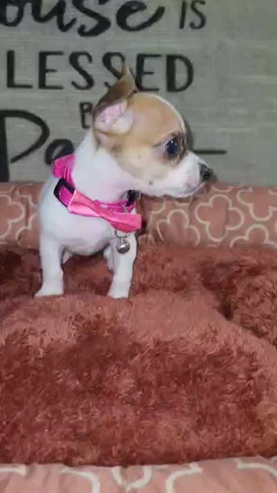 TEACUP LIL RITA, a female Chihuahua for sale in Santa Barbara, CA – 5 of 5