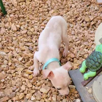 LIL PONCHO, a male Chihuahua for sale in Fontana, CA – 3 of 5