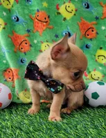 LIL TINY JERRY, a male Chihuahua for sale in Dallas, TX – 5 of 7