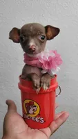 LIL TEACUP MITZI, a female Chihuahua for sale in Fontana, CA – 5 of 6