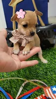 Molly, a female Chihuahua for sale in Dallas, TX – 2 of 4