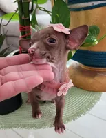 LIL TEACUP MITZI, a female Chihuahua for sale in Katy, TX – 5 of 10