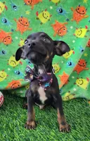 LIL SAMMY, a male Chihuahua for sale in Dallas, TX – 5 of 5