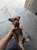LONGHAIRED ZELDA , a female Chihuahua for sale in Dallas, TX – 5 of 8