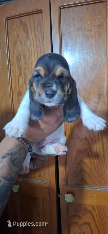 BASSETT GIRL #3 – Basset Hound puppy for sale in Dallas, TX