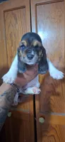 BASSETT GIRL #3, a female Basset Hound for sale in Dallas, TX – 1 of 1