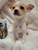 LUCKY, a male Chihuahua for sale in Los Angeles, CA – 3 of 4