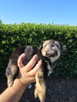 MINIATURE YORKIE, a male Yorkshire Terrier for sale in Dallas, TX – 7 of 9