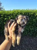 MINIATURE YORKIE, a male Yorkshire Terrier for sale in Dallas, TX – 2 of 9
