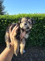 MINIATURE YORKIE, a male Yorkshire Terrier for sale in Dallas, TX – 8 of 9