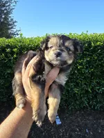 MINIATURE YORKIE, a male Yorkshire Terrier for sale in Dallas, TX – 4 of 9