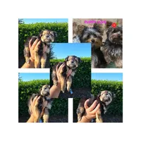 MINIATURE YORKIE, a male Yorkshire Terrier for sale in Dallas, TX – 9 of 9