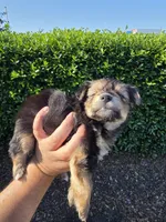 MINIATURE YORKIE, a male Yorkshire Terrier for sale in Dallas, TX – 1 of 9
