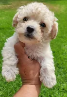 TEACUP TINY TIM, a male Poodle - Toy  for sale in Fontana, CA – 2 of 6
