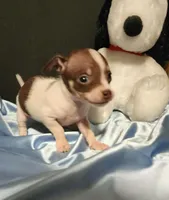 LIL TINY BANDIT, a male Chihuahua for sale in Moreno Valley, CA – 4 of 5