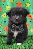 Lucky, a male Pomeranian for sale in Dallas, TX – 1 of 7