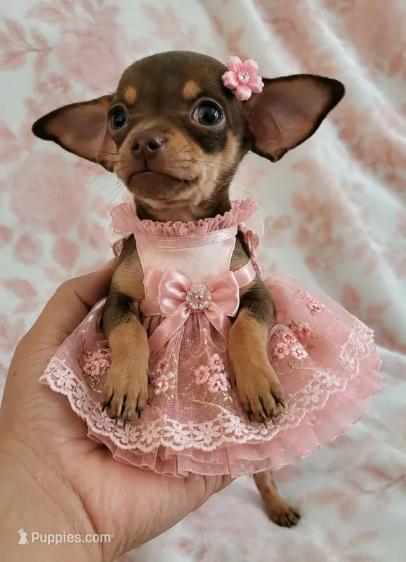 POCKET SIZE MAGGIE – Chihuahua puppy for sale in Dallas, TX