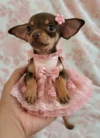 POCKET SIZE MAGGIE, a female Chihuahua for sale in Dallas, TX – 1 of 6