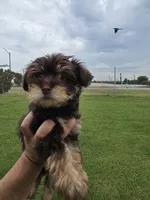 Mitsi, a female Yorkshire Terrier for sale in Dallas, TX – 1 of 2