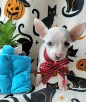 TEACUP MAX, a male Chihuahua for sale in Destin, FL – 3 of 6