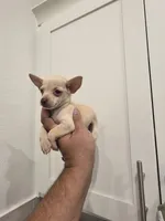 Lil lucy, a female Chihuahua for sale in Moreno Valley, CA – 3 of 10
