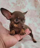 POCKET SIZE WINSTON, a male Chihuahua for sale in Dallas, TX – 2 of 6